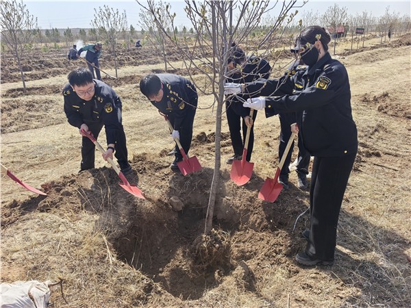 乌兰察布集宁区：常青执法队“植”守绿色初心 绘就生态发展新画卷——积极参与2026年集宁区干部职工义务植树活动纪实