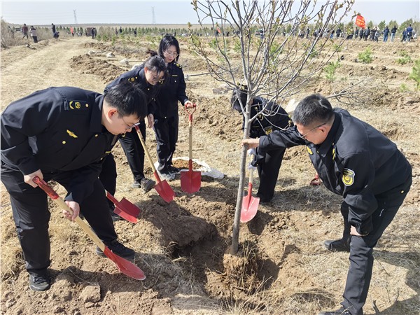 乌兰察布集宁区：常青执法队“植”守绿色初心 绘就生态发展新画卷——积极参与2026年集宁区干部职工义务植树活动纪实