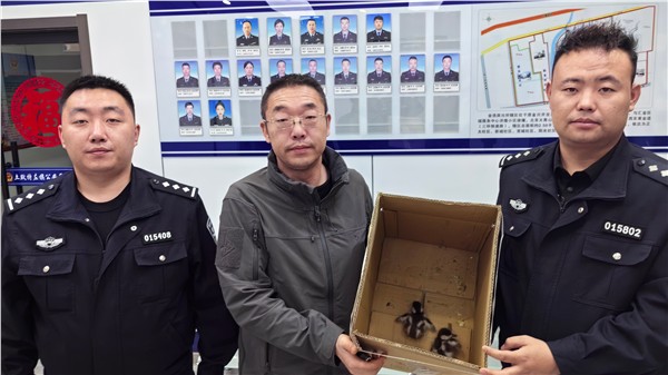 五一”坚守不打烊 警民同心暖心守护赤麻鸭幼雏