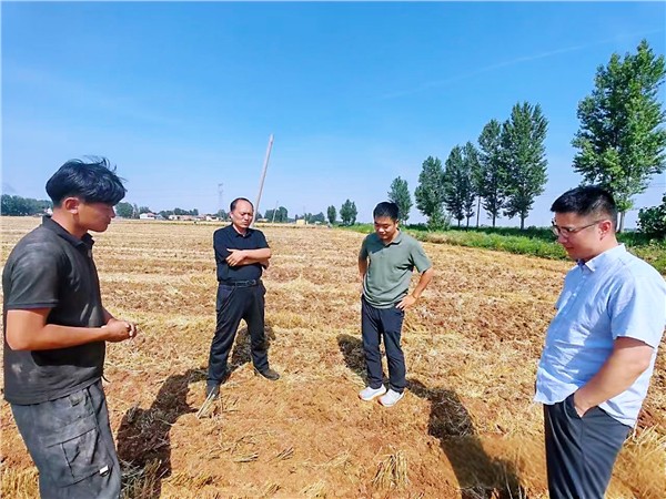 农大专家深入大名田间一线 精准指导夏播优化再生农业实操技术