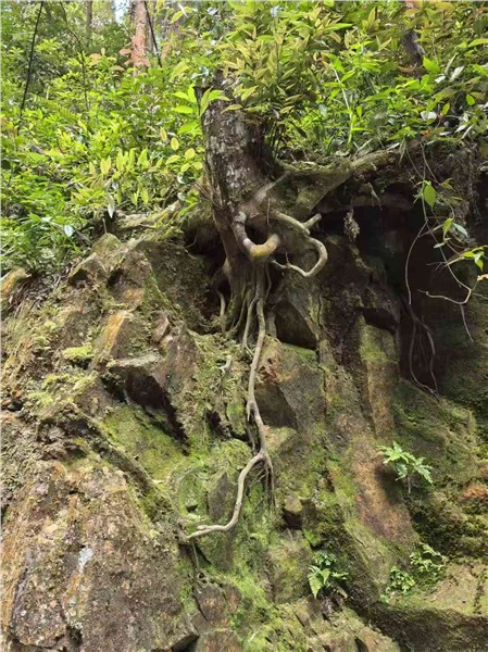 牛姆林寻幽，闽山野趣自成