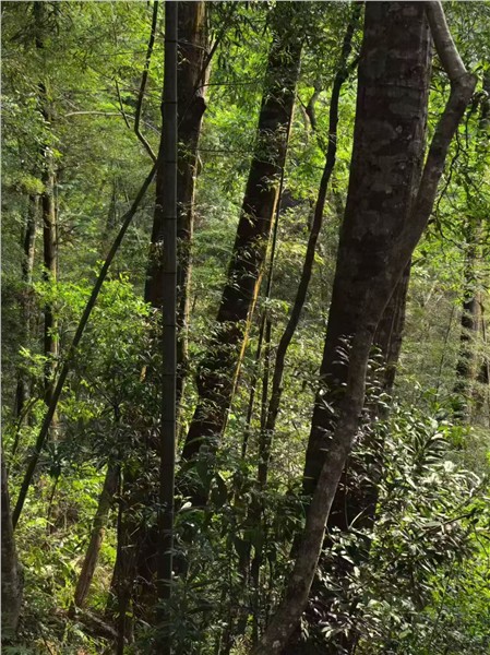 牛姆林寻幽，闽山野趣自成